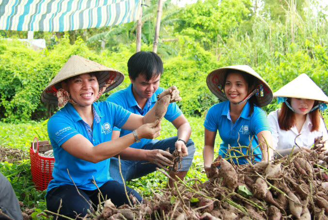 thu hoach khoai lang 3